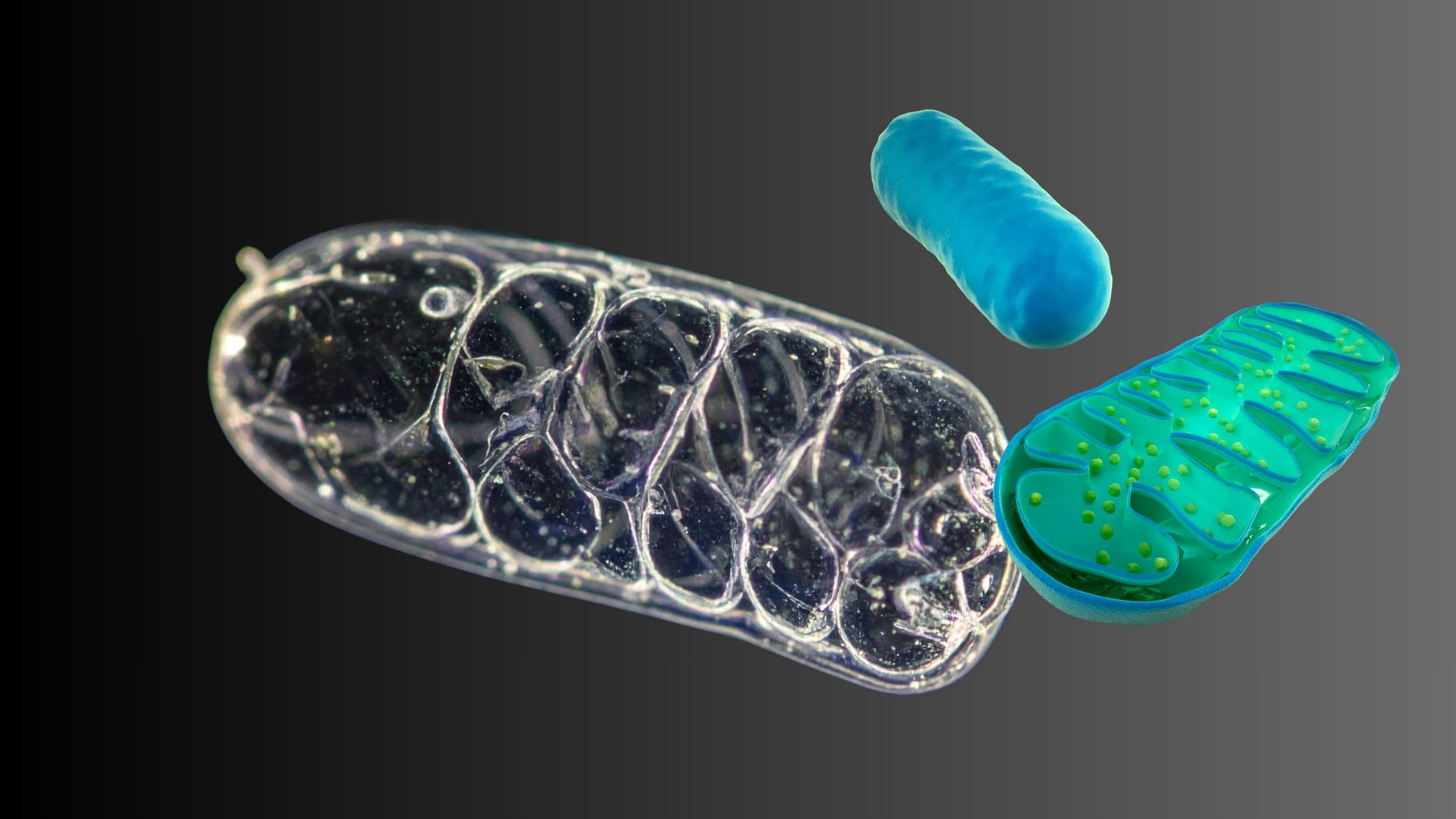 NAD+ therapy and cellular energy concept showing mitochondria and metabolic health