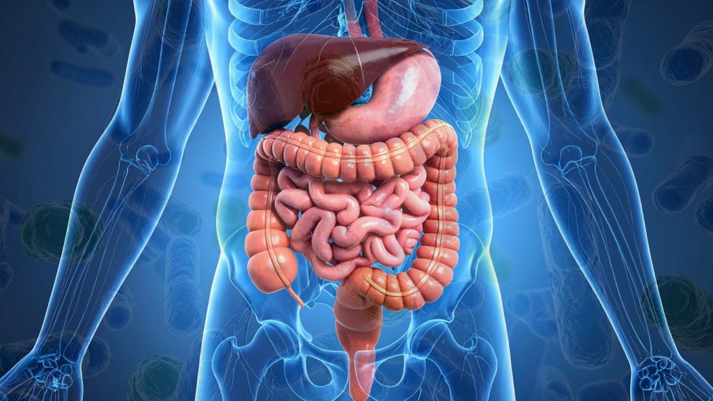 Gut health and weight loss research exploring the microbiome and metabolism