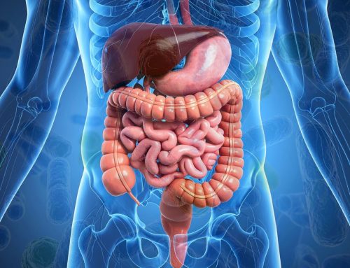 Gut Health and Weight Loss: Why the Microbiome Matters